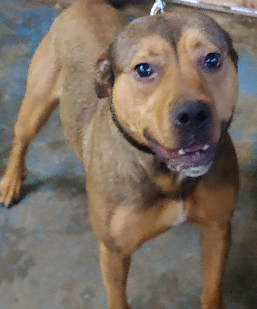 Enlarge Georgia, a Adoptable mixed breed in Oberlin, OH image 1/2