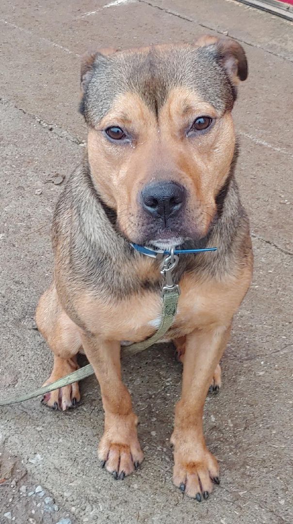 Enlarge Georgia, a Adoptable mixed breed in Oberlin, OH image 2/2