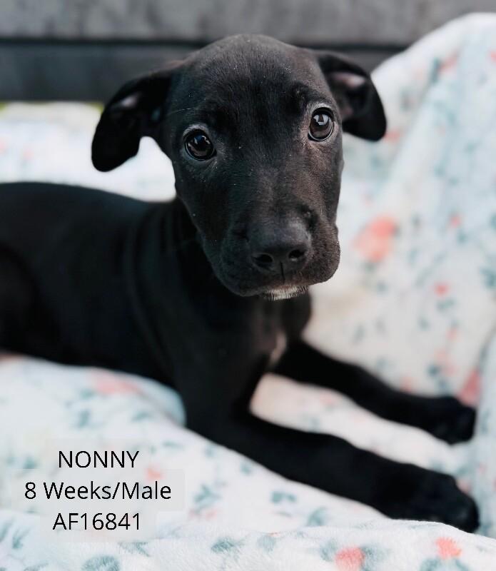 Enlarge Nonny, a Adoptable Pit Bull Terrier in Supply, NC image 1/1