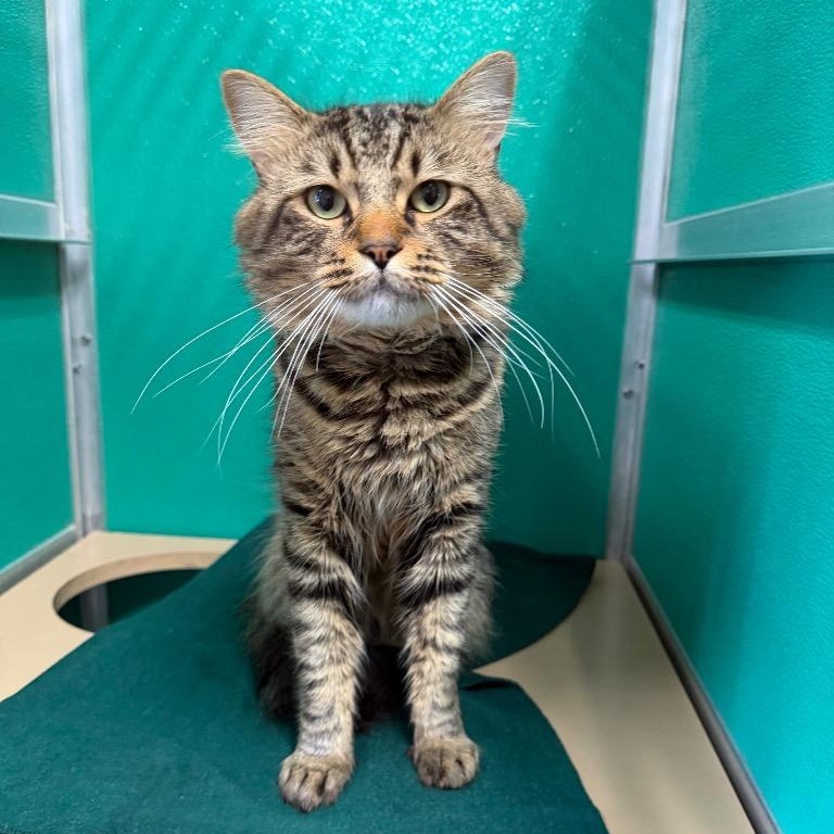 Enlarge Bandit, a Adoptable Domestic Medium Hair in Fall River, MA image 1/1