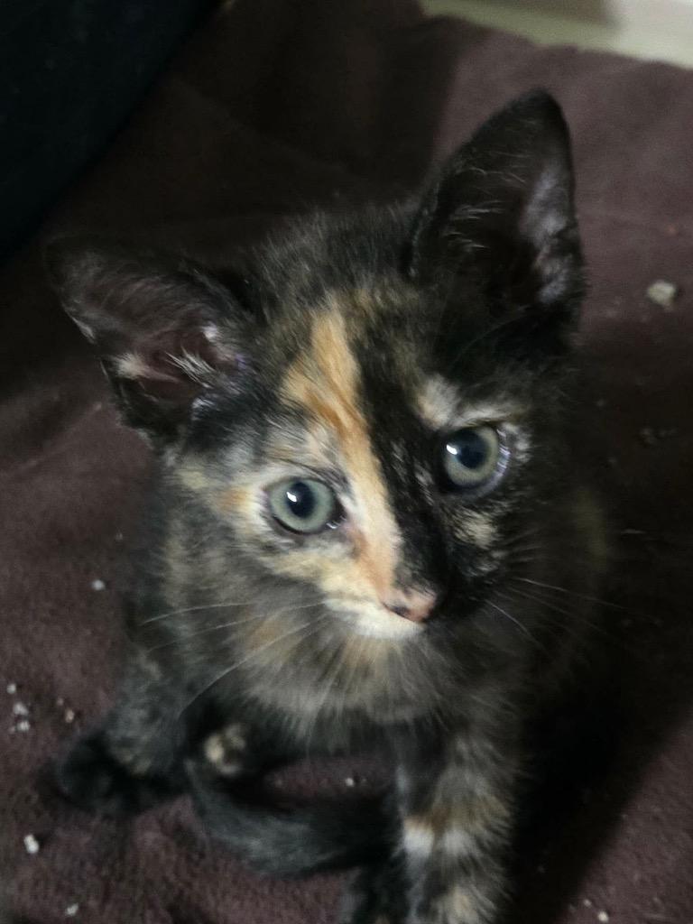 Enlarge Rose, a Adoptable mixed breed in Tampa, FL image 1/1