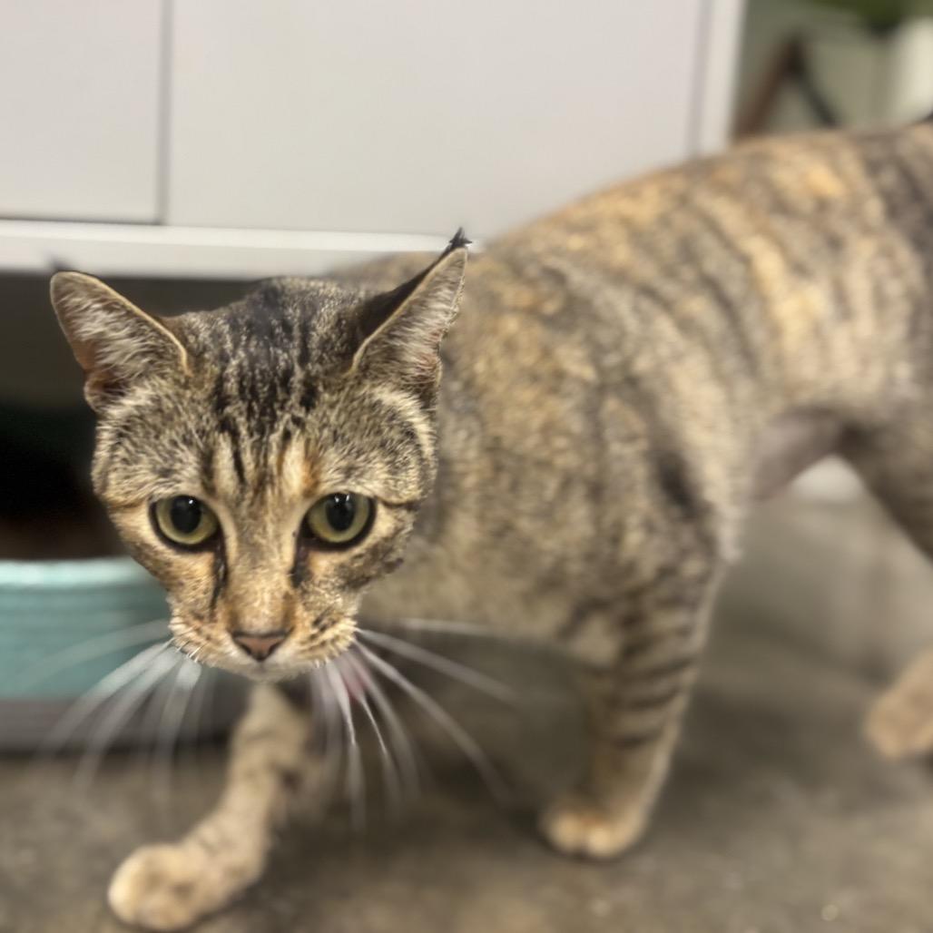 MT, Adoptable, Young Female Domestic Short Hair.