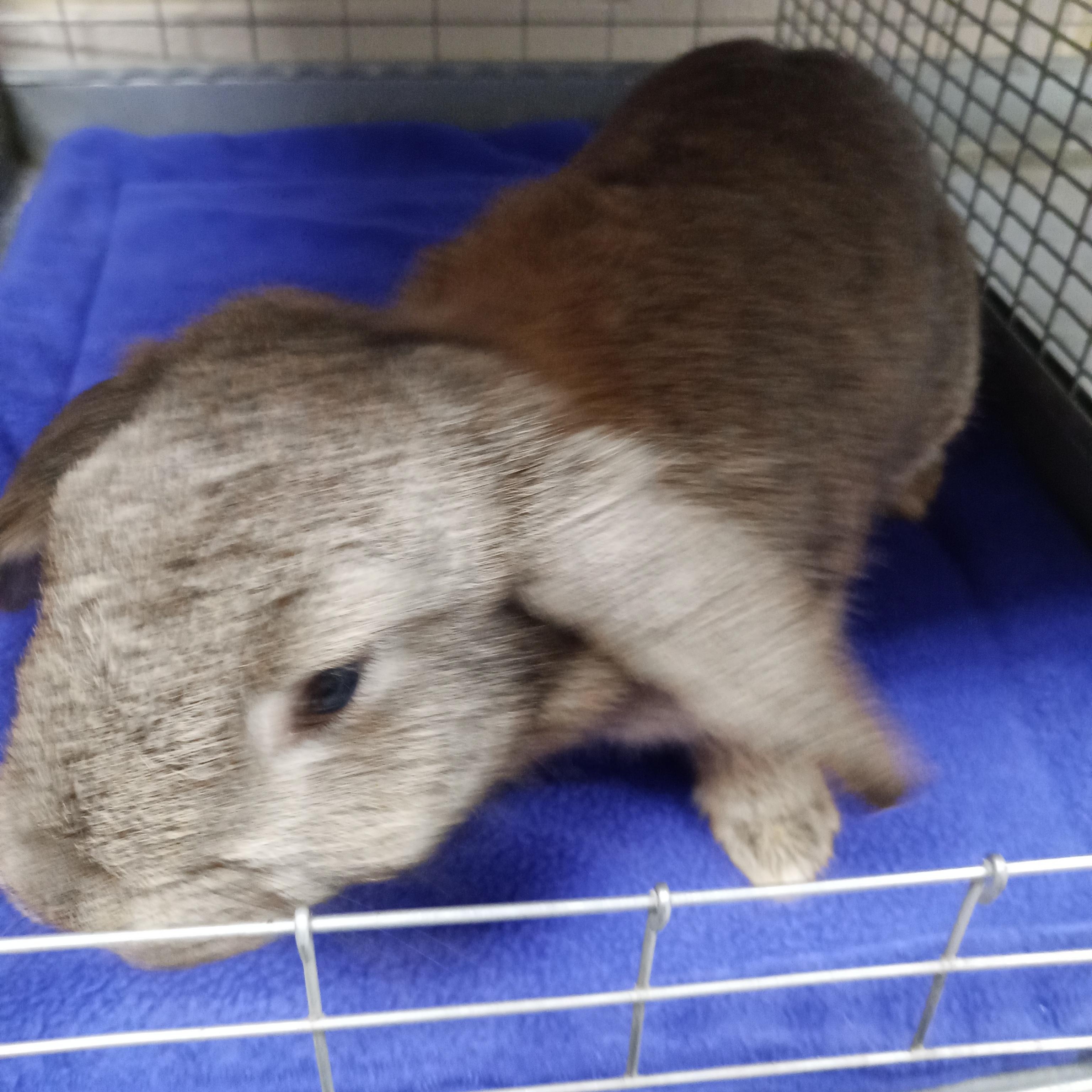 Enlarge Bijou, an adopted Lop Eared in Modesto, CA image 2/2