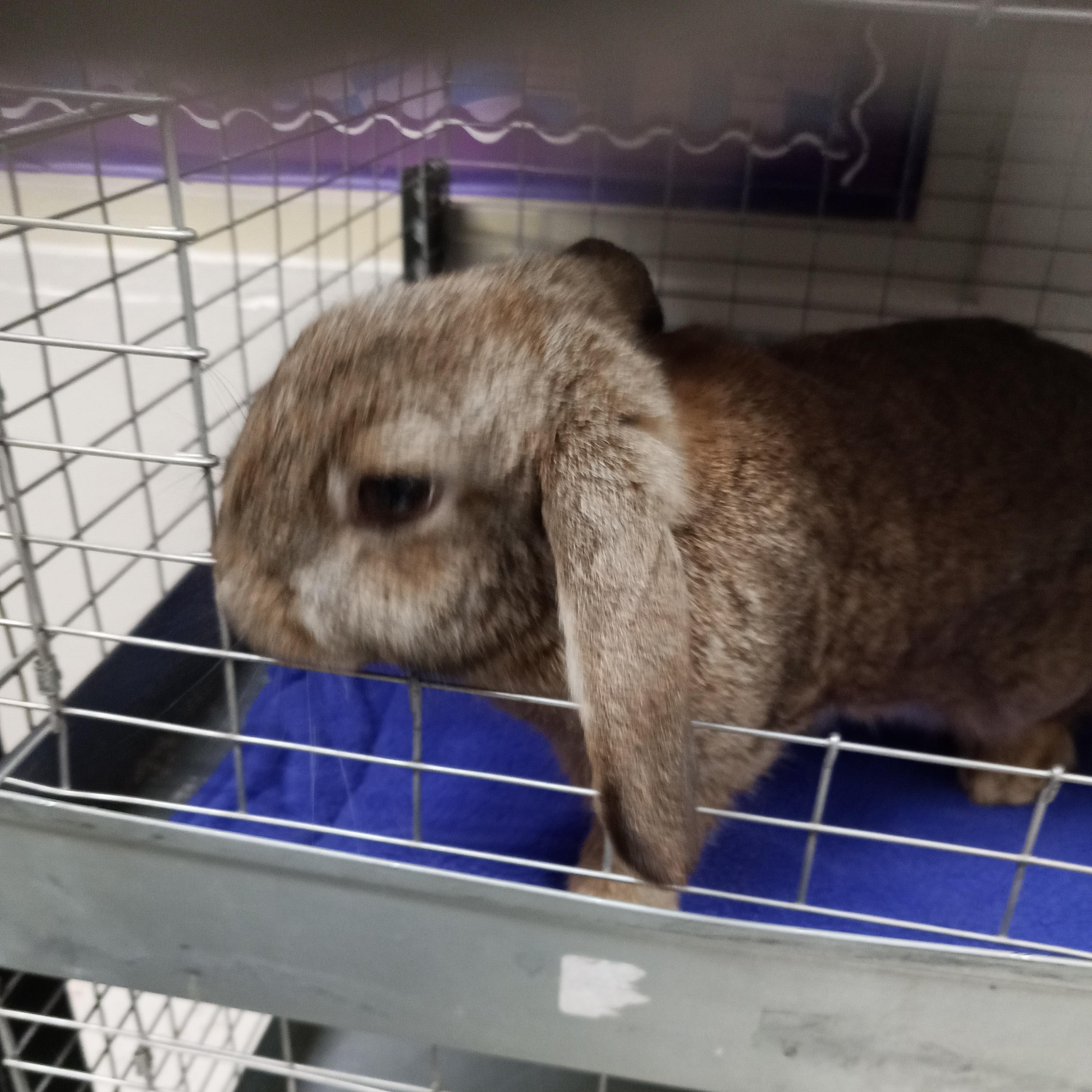 Bijou, adopted, Adult Female Lop Eared.