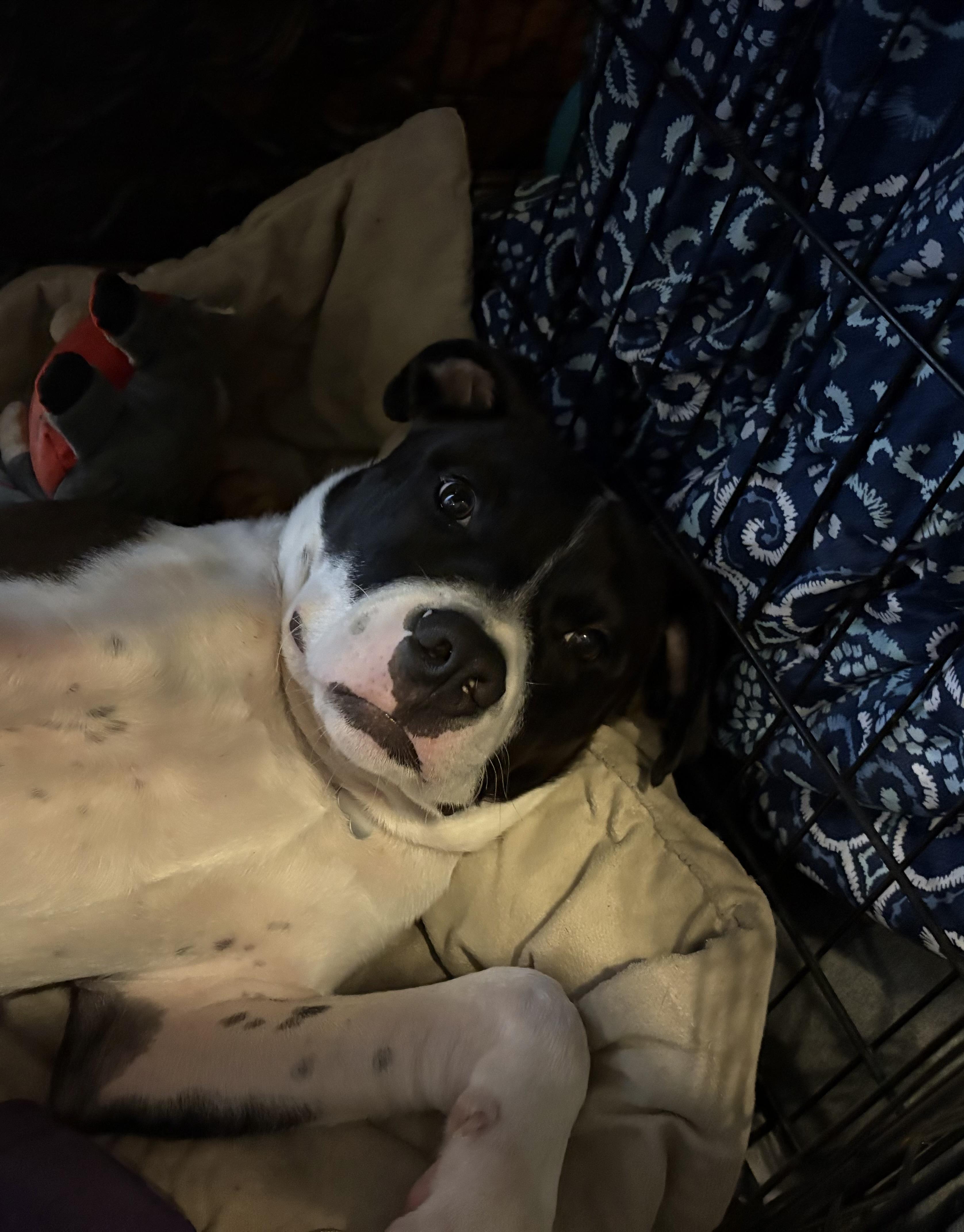 Caesar — thumbnail 5