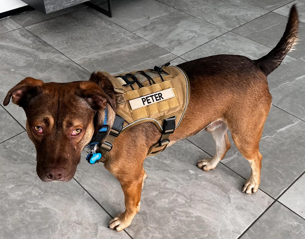 Enlarge Peter, a Adoptable mixed breed in McKinney, TX image 2/3