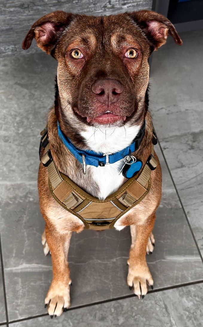 Enlarge Peter, a Adoptable mixed breed in McKinney, TX image 3/3