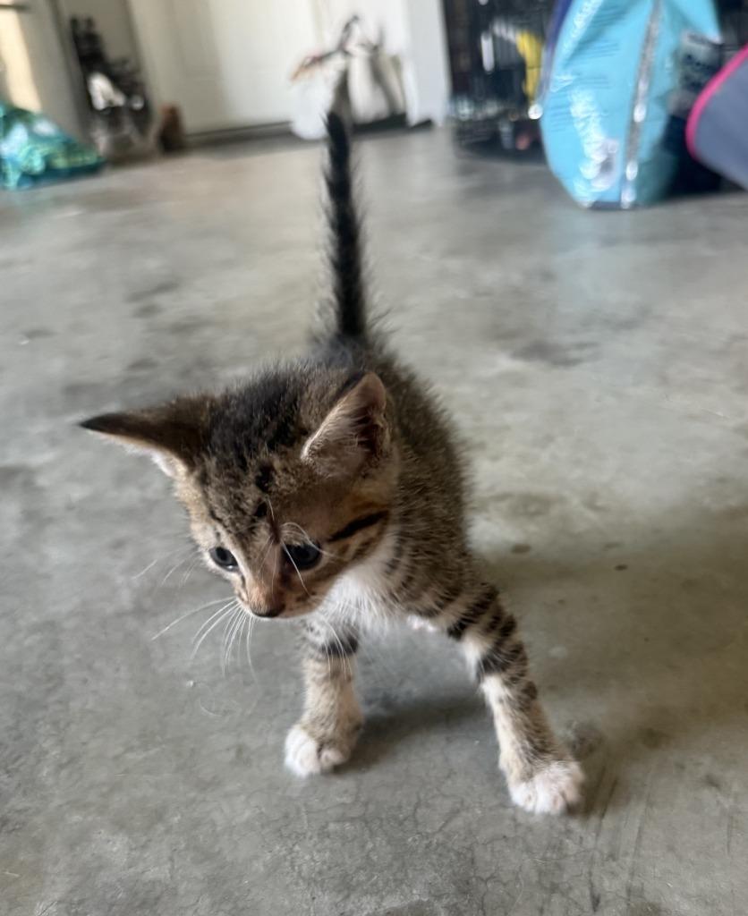 Valley, Adoptable, Kitten Male Domestic Short Hair.