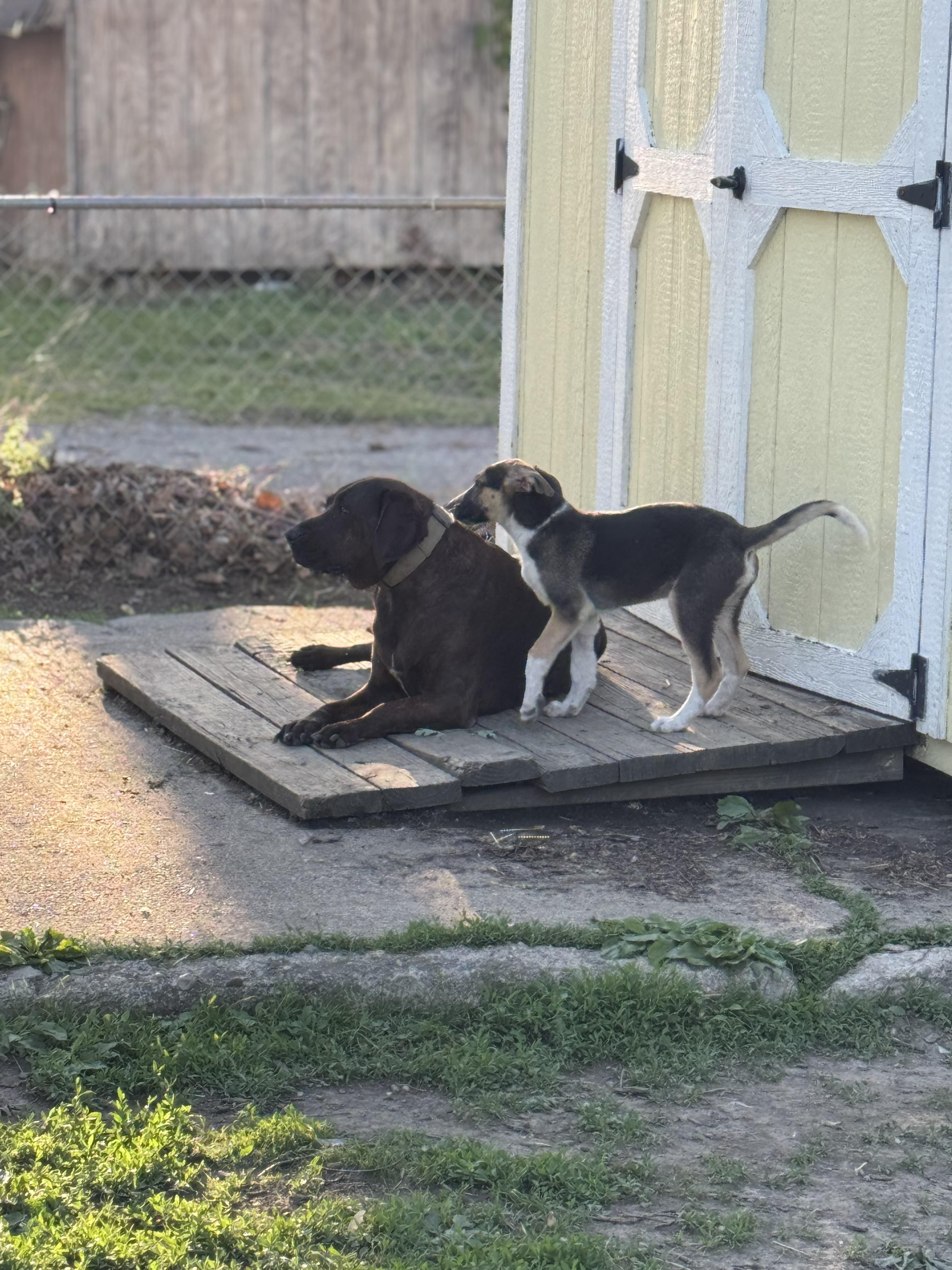OJ! Sweet amazing trained boy! , an adopted mixed breed in RUSSIAVILLE, IN image 3/5