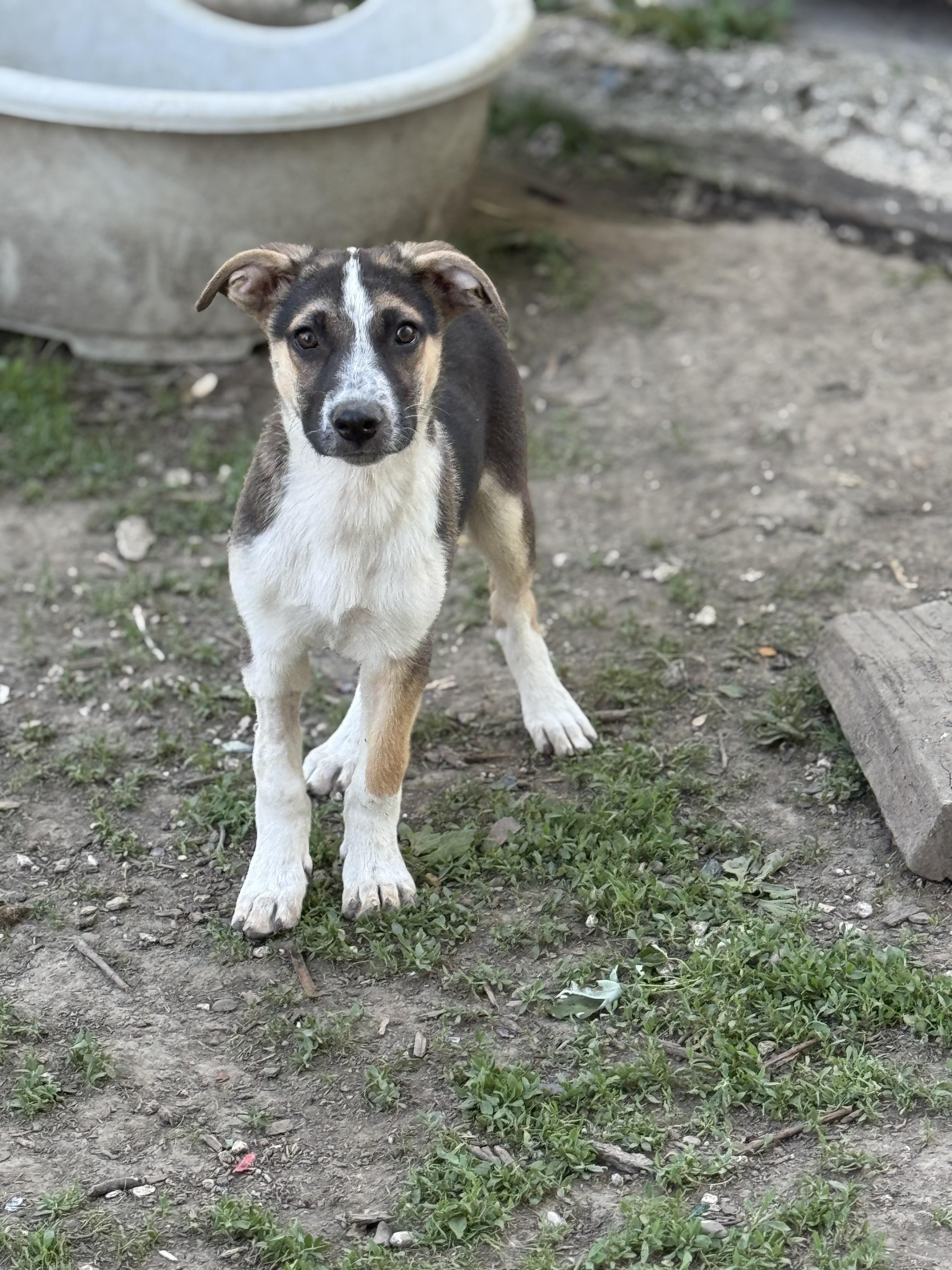 OJ! Sweet amazing trained boy! , an adopted mixed breed in RUSSIAVILLE, IN image 5/5