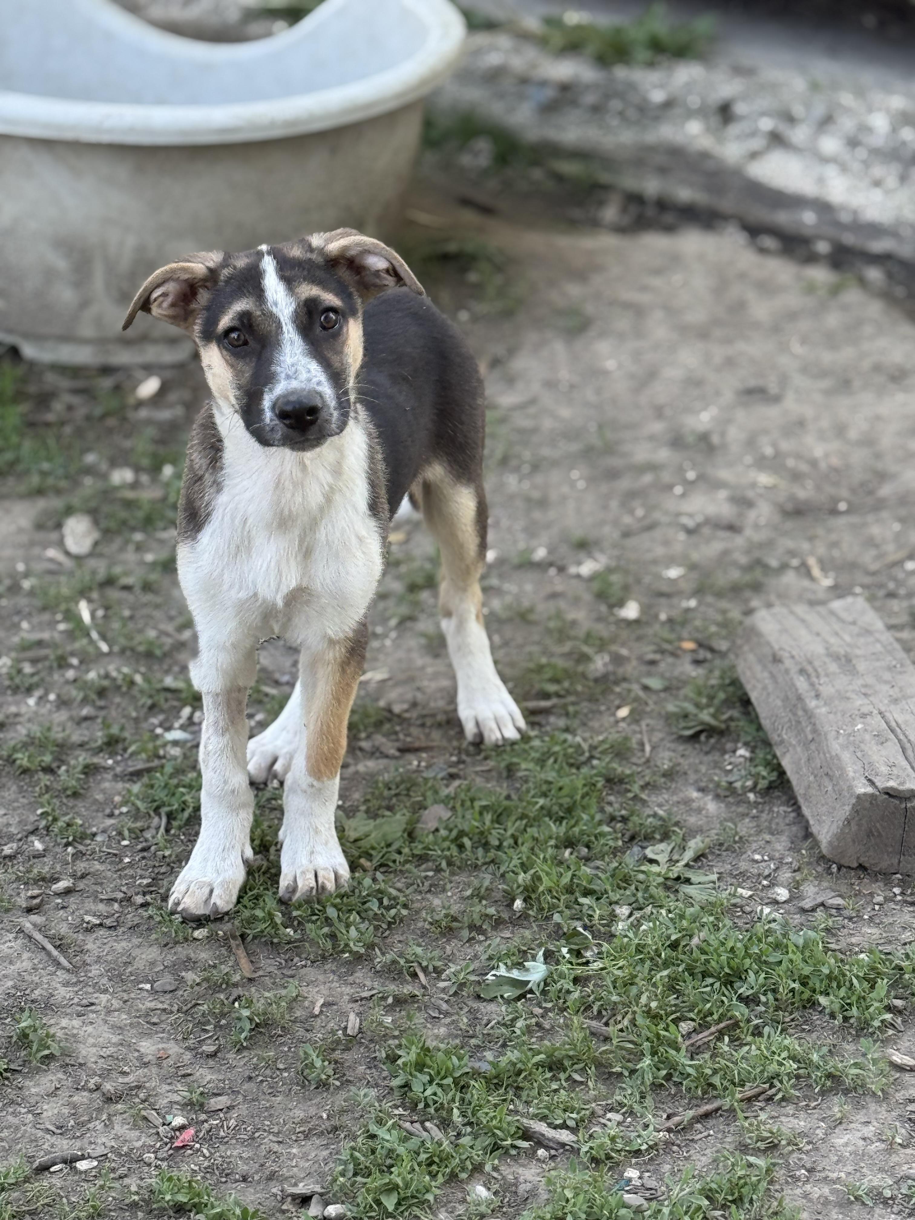 OJ! Sweet amazing trained boy! , an adopted mixed breed in RUSSIAVILLE, IN image 4/5