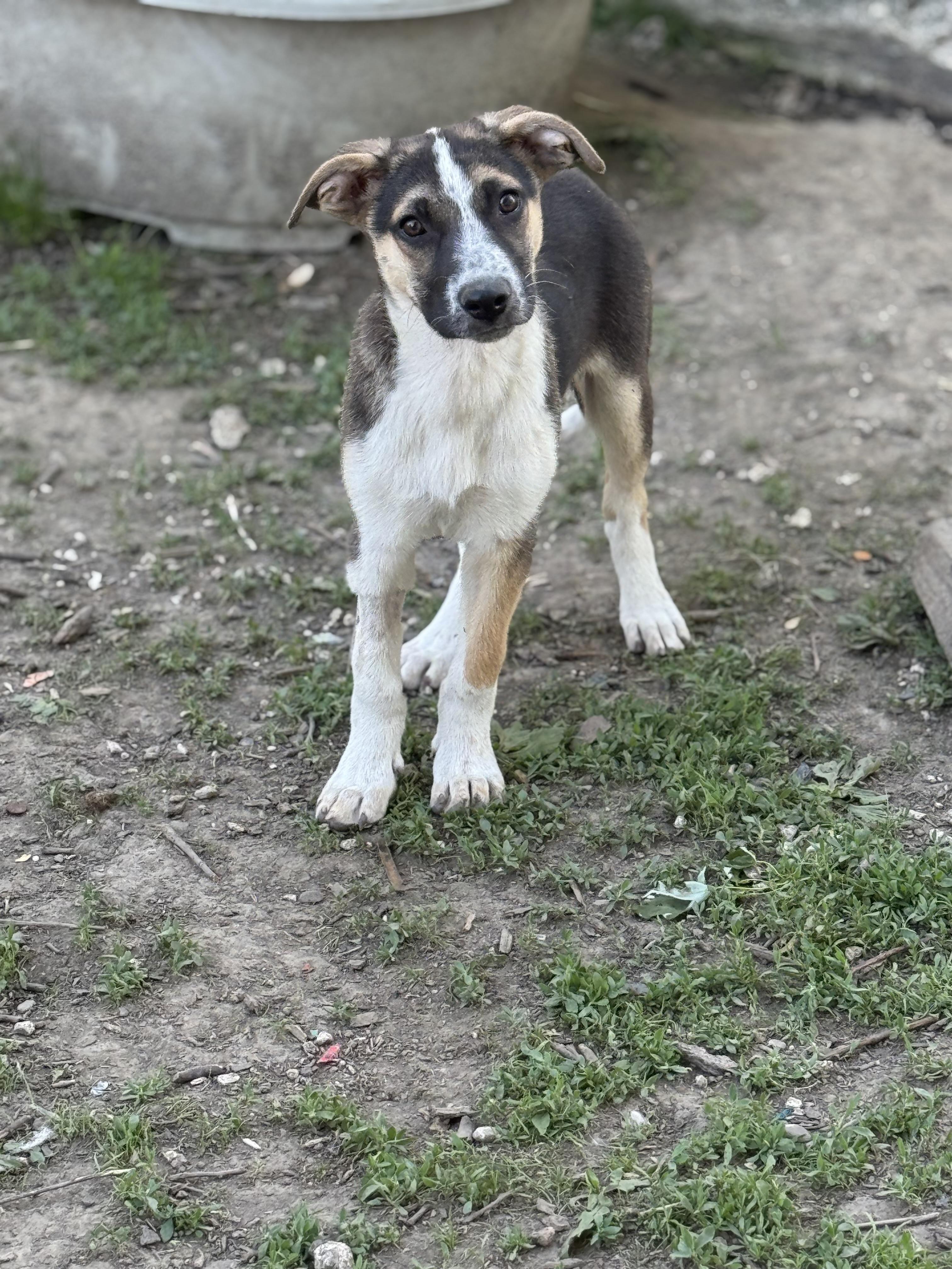 OJ! Sweet amazing trained boy! , adopted, Puppy Male German Shepherd Dog.