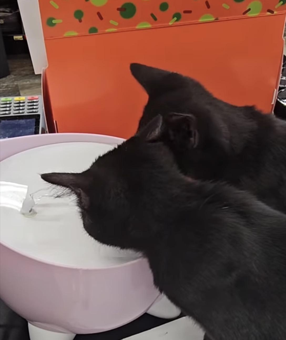 Enlarge Joey & Ross-Pet Valu Brampton, a Adoptable Domestic Short Hair in Mississauga, ON image 3/6