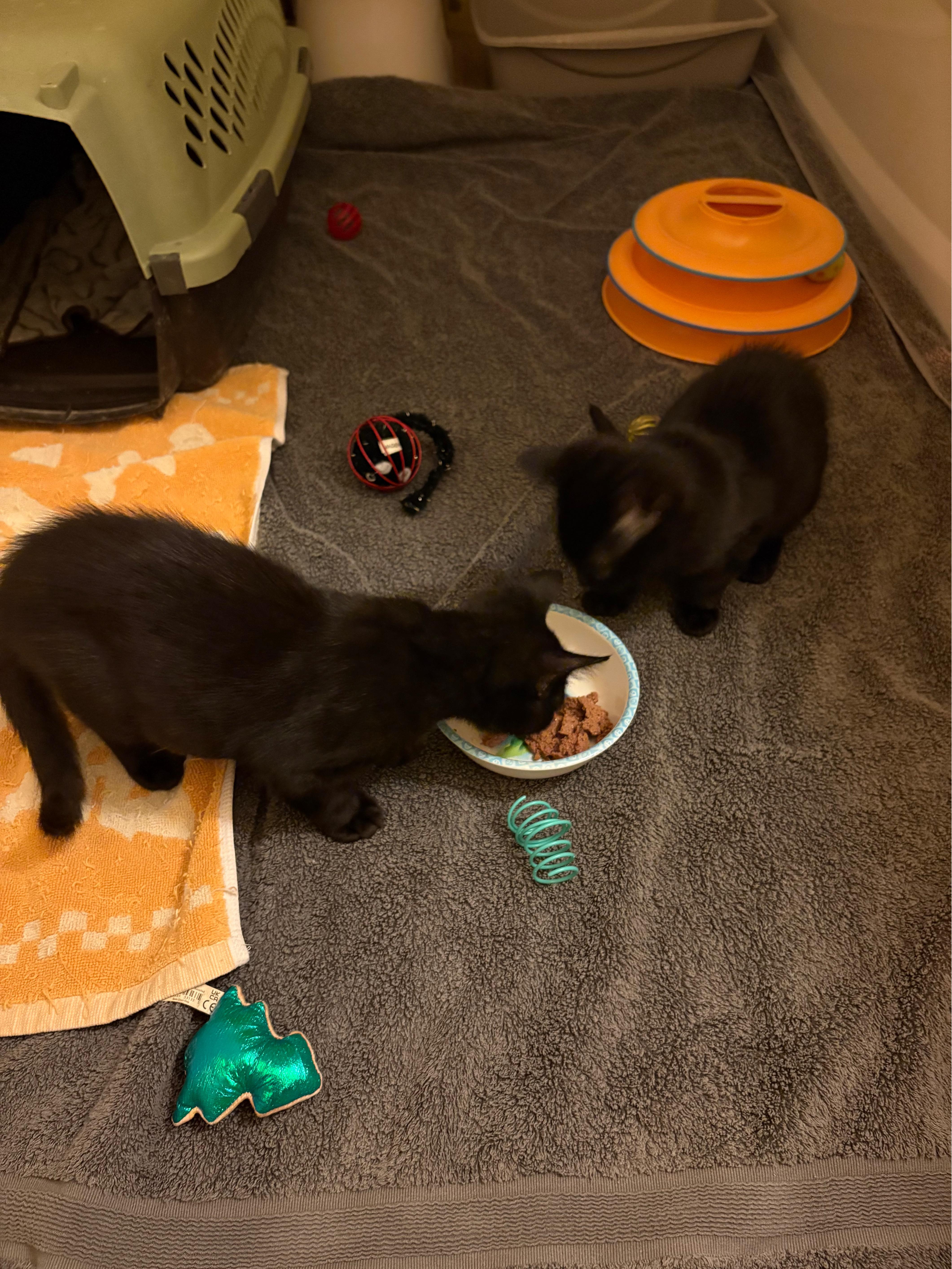 Enlarge Joey & Ross-Pet Valu Brampton, a Adoptable Domestic Short Hair in Mississauga, ON image 6/6