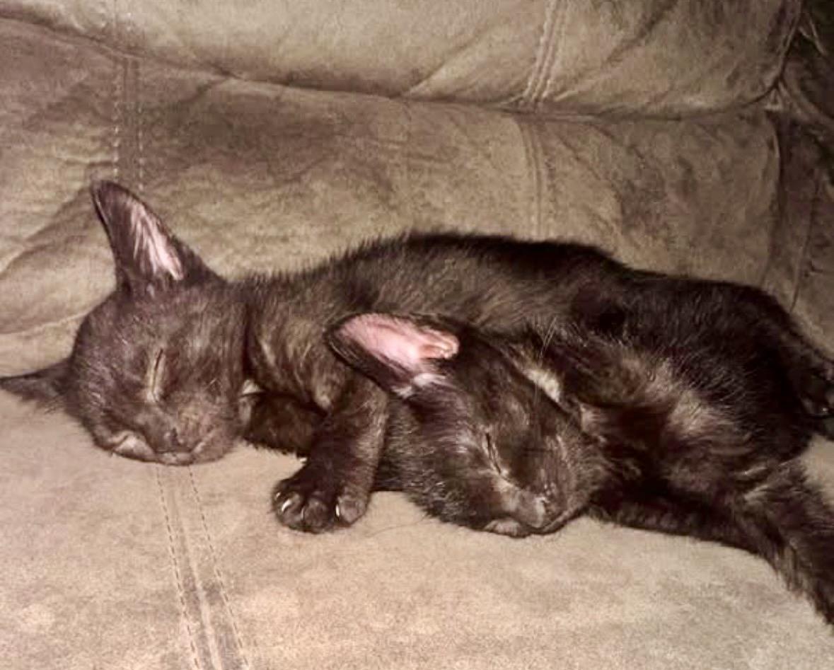 Joey & Ross, Adoptable, Kitten Male Domestic Short Hair.