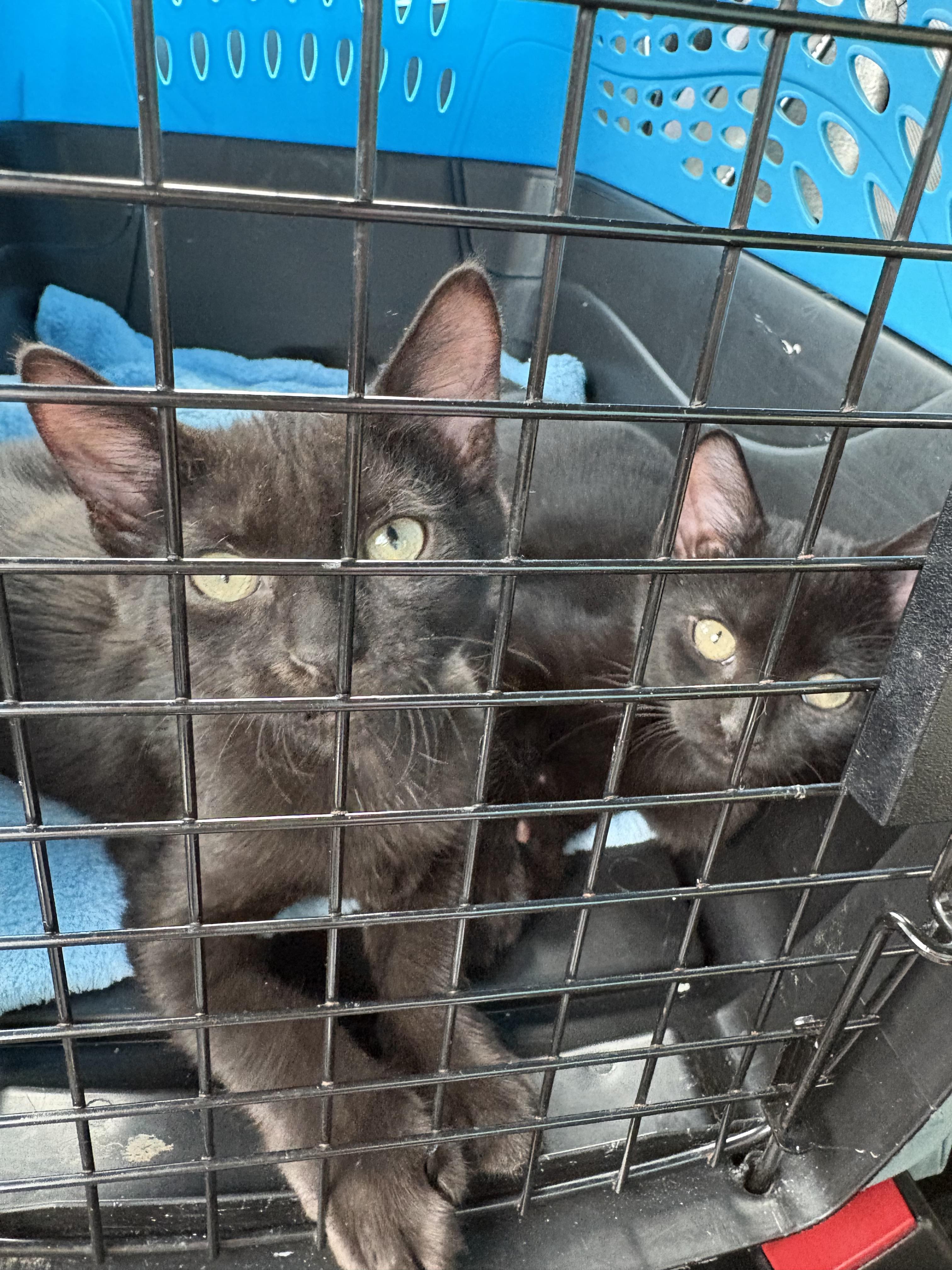 Enlarge Joey & Ross-Pet Valu Brampton, a Adoptable Domestic Short Hair in Mississauga, ON image 5/6