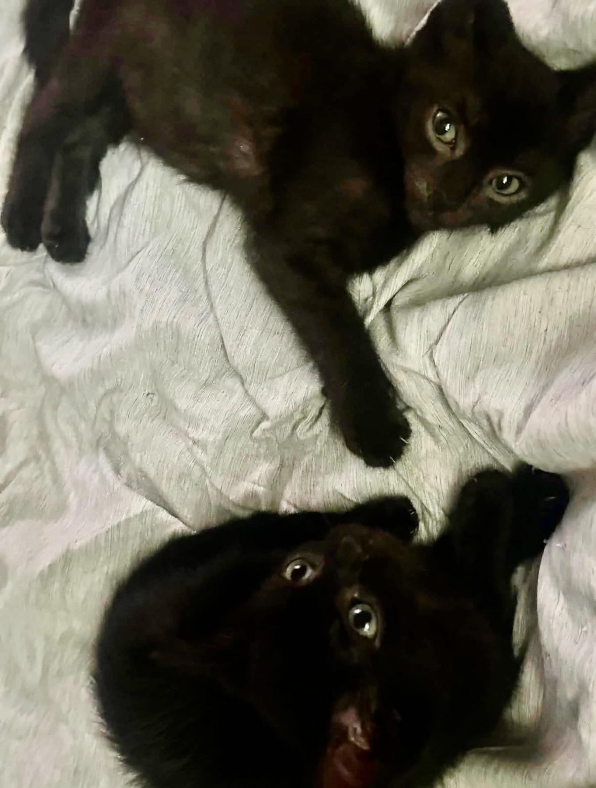 Enlarge Joey & Ross, a Adoptable Domestic Short Hair in Mississauga, ON image 3/6