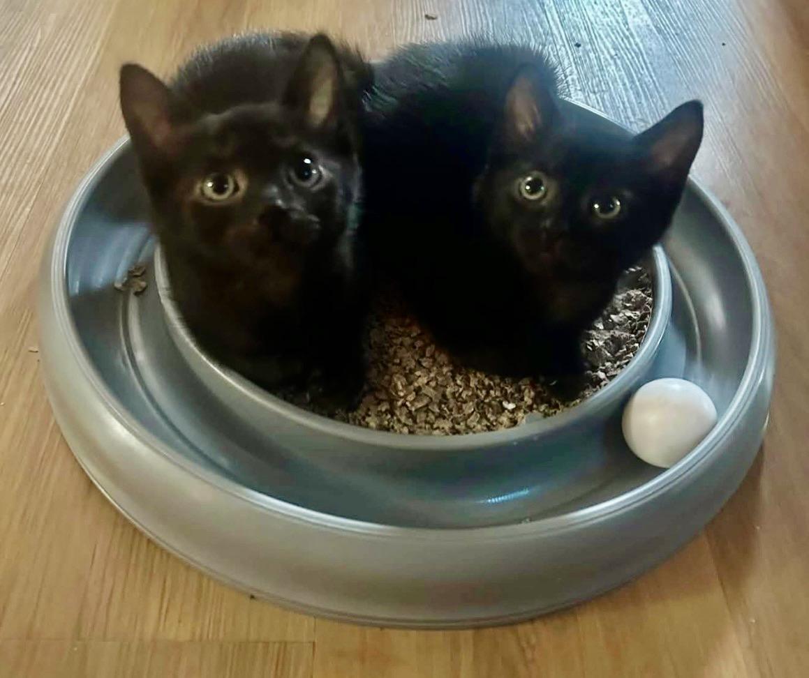 Enlarge Joey & Ross, a Adoptable Domestic Short Hair in Mississauga, ON image 4/6