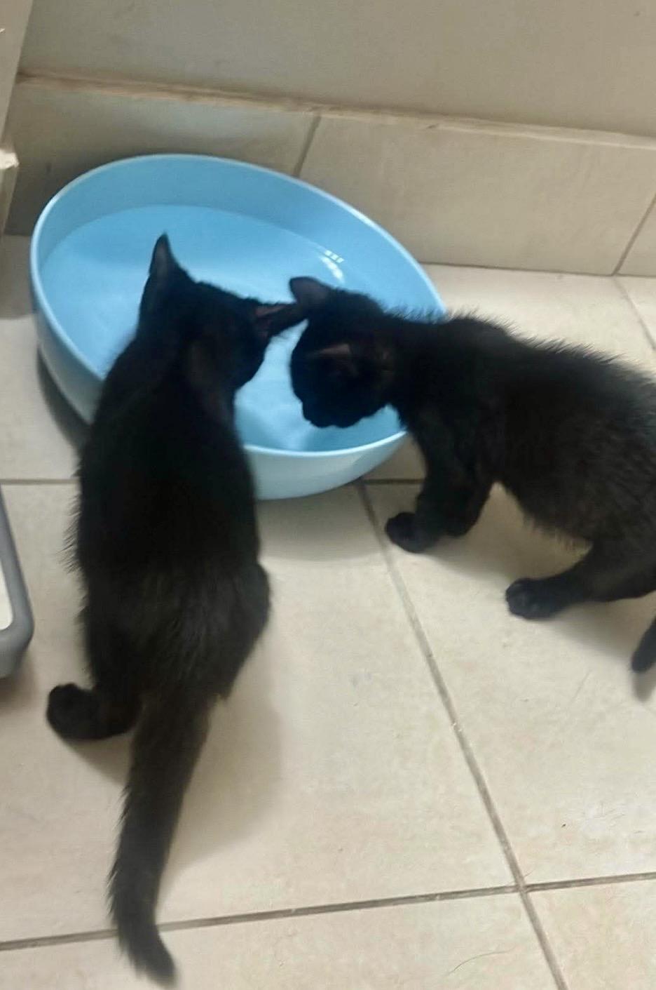 Enlarge Joey & Ross, a Adoptable Domestic Short Hair in Mississauga, ON image 5/6