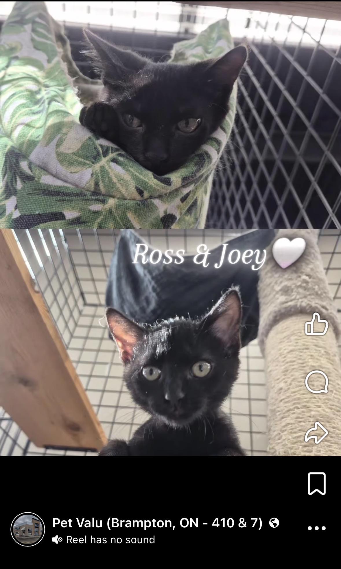 Joey & Ross-Pet Valu Brampton, Adoptable, Kitten Male Domestic Short Hair.