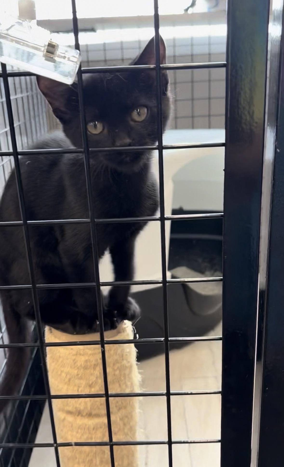 Enlarge Joey & Ross-Pet Valu Brampton, a Adoptable Domestic Short Hair in Mississauga, ON image 4/6
