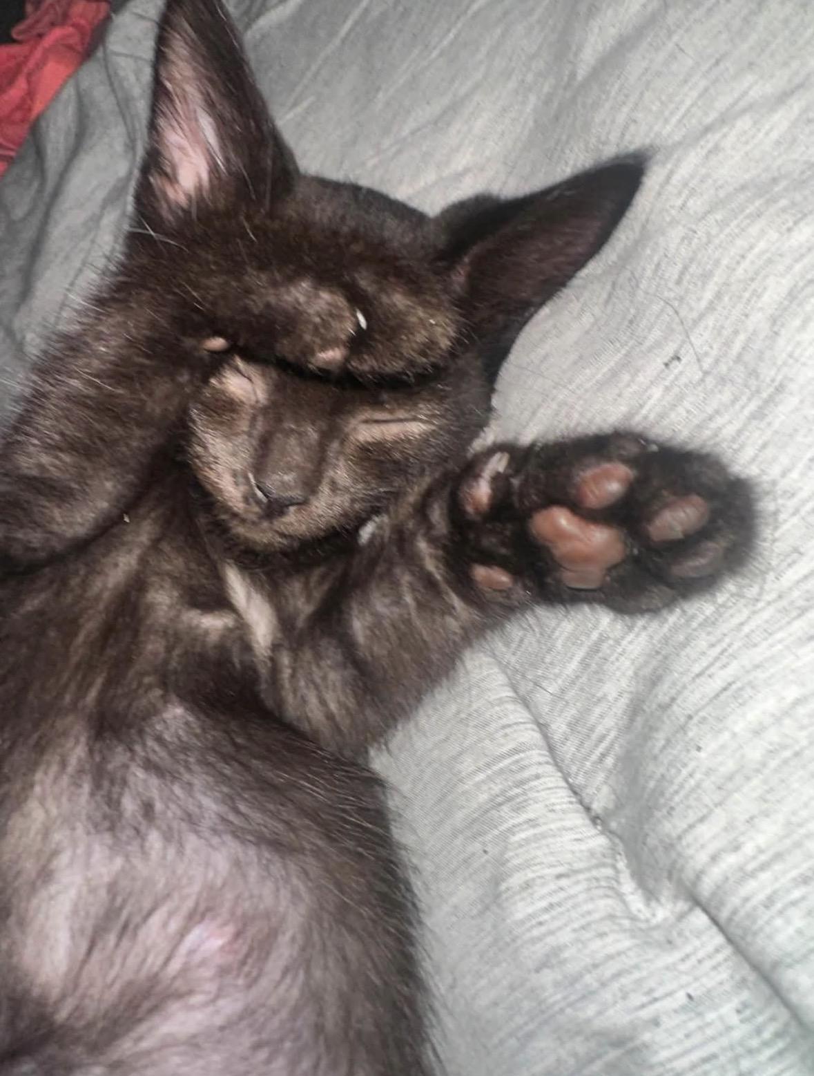 Enlarge Joey & Ross, a Adoptable Domestic Short Hair in Mississauga, ON image 2/6