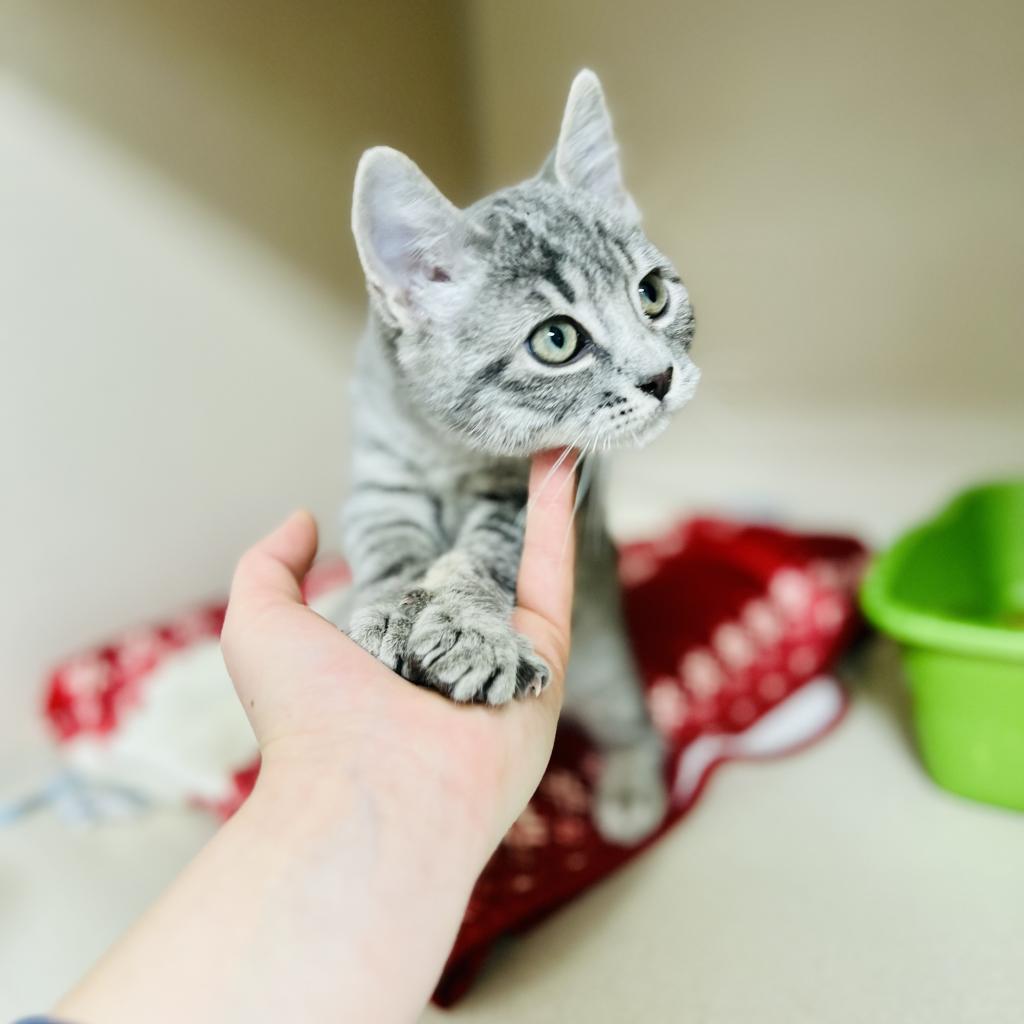 PB, Adoptable, Adult Male Domestic Short Hair.