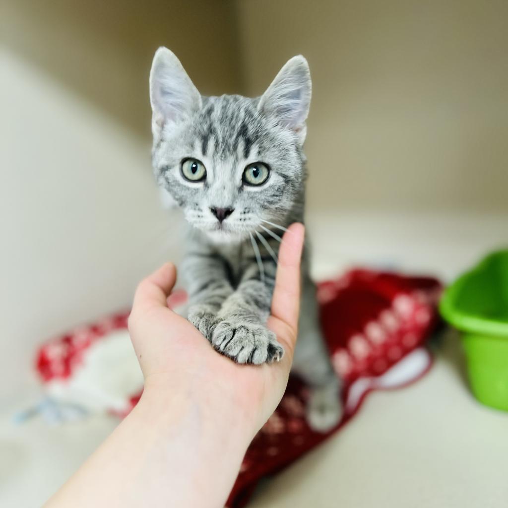 Enlarge PB, a Adoptable Domestic Short Hair in Great Falls, MT image 2/6