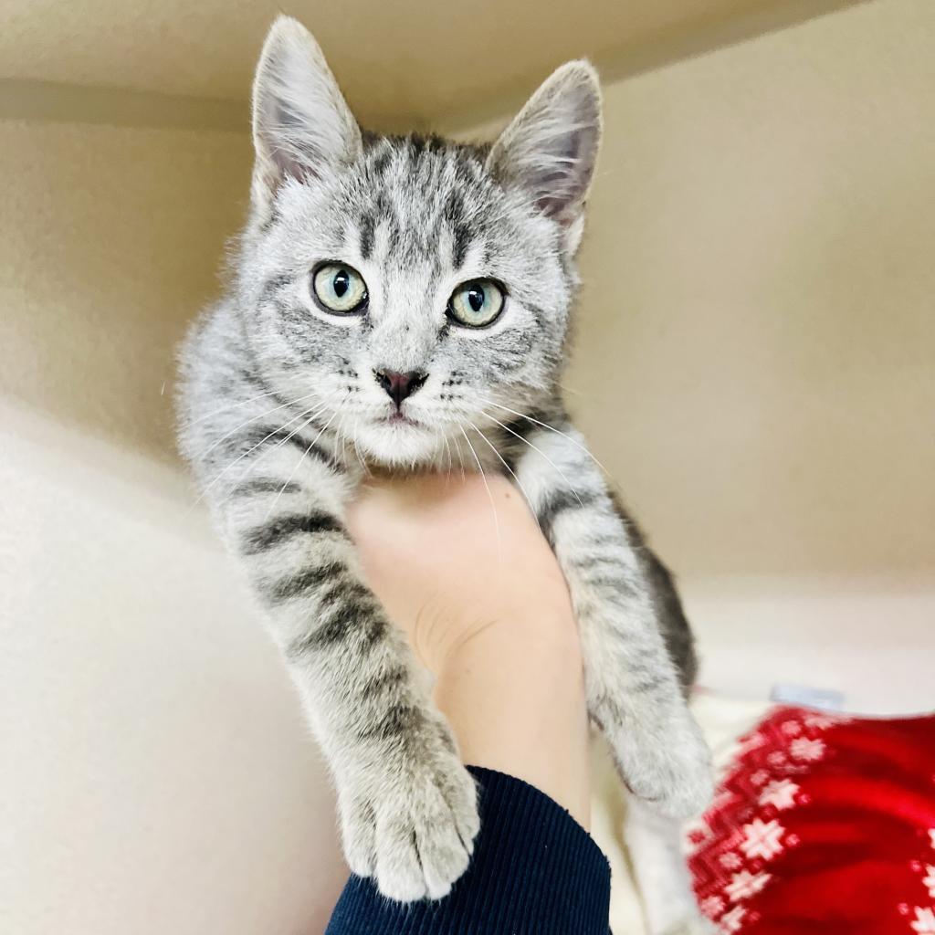 Enlarge PB, a Adoptable Domestic Short Hair in Great Falls, MT image 3/6