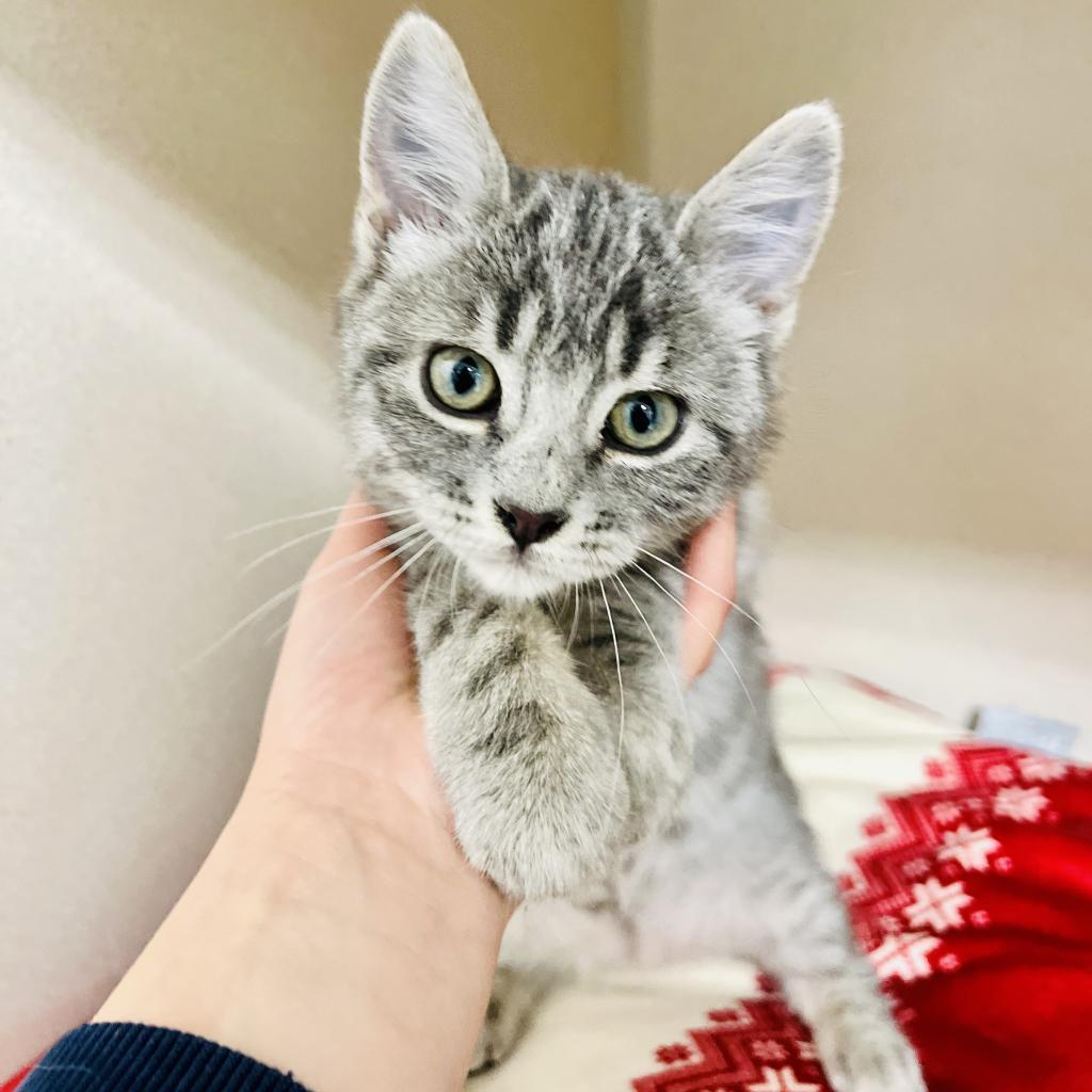 Enlarge PB, a Adoptable Domestic Short Hair in Great Falls, MT image 4/6