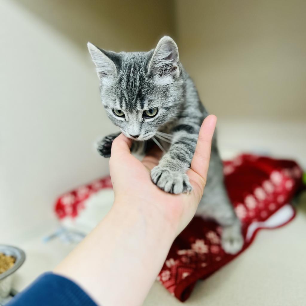 Enlarge PB, a Adoptable Domestic Short Hair in Great Falls, MT image 5/6