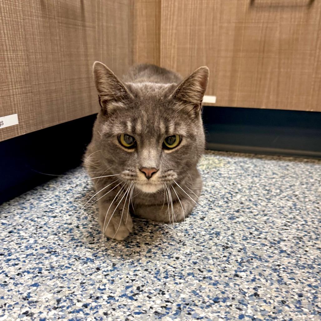 Enlarge PB, a Adoptable Domestic Short Hair in Great Falls, MT image 6/6