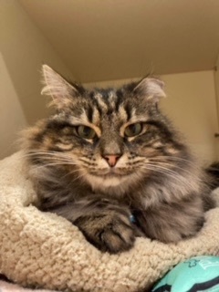 P&K: Kerouac, a Adoptable Domestic Long Hair in Sterling, VA image 3/6