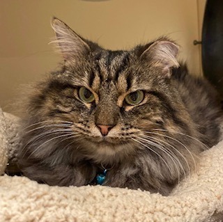 P&K: Kerouac, a Adoptable Domestic Long Hair in Sterling, VA image 4/6