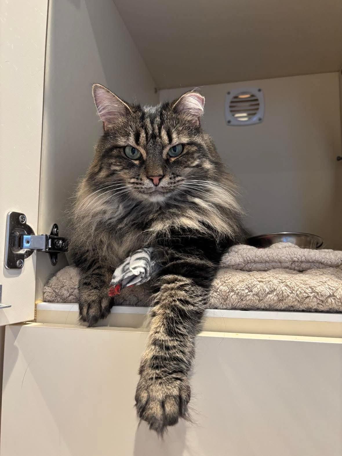 P&K: Kerouac, a Adoptable Domestic Long Hair in Sterling, VA image 5/6