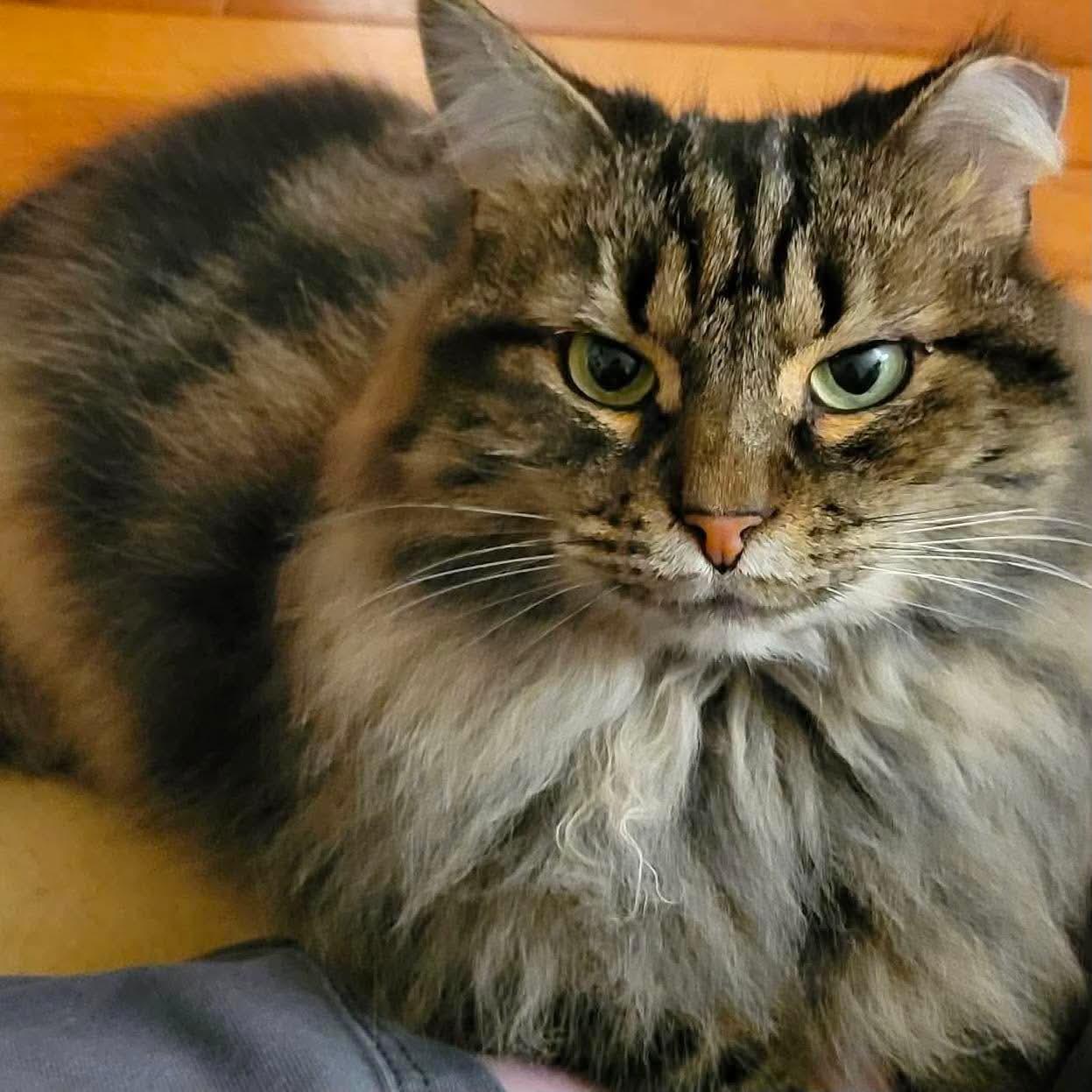 P&K: Kerouac, Adoptable, Adult Male Domestic Long Hair.