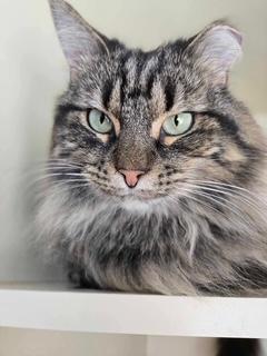 P&K: Kerouac, a Adoptable Domestic Long Hair in Sterling, VA image 1/6