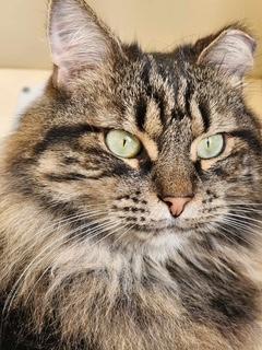 P&K: Kerouac, a Adoptable Domestic Long Hair in Sterling, VA image 6/6