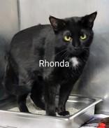 Enlarge Rhonda, a Adoptable Domestic Short Hair in Moline, IL image 1/1