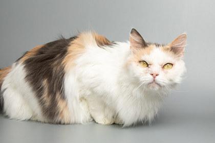 Lily — thumbnail 2