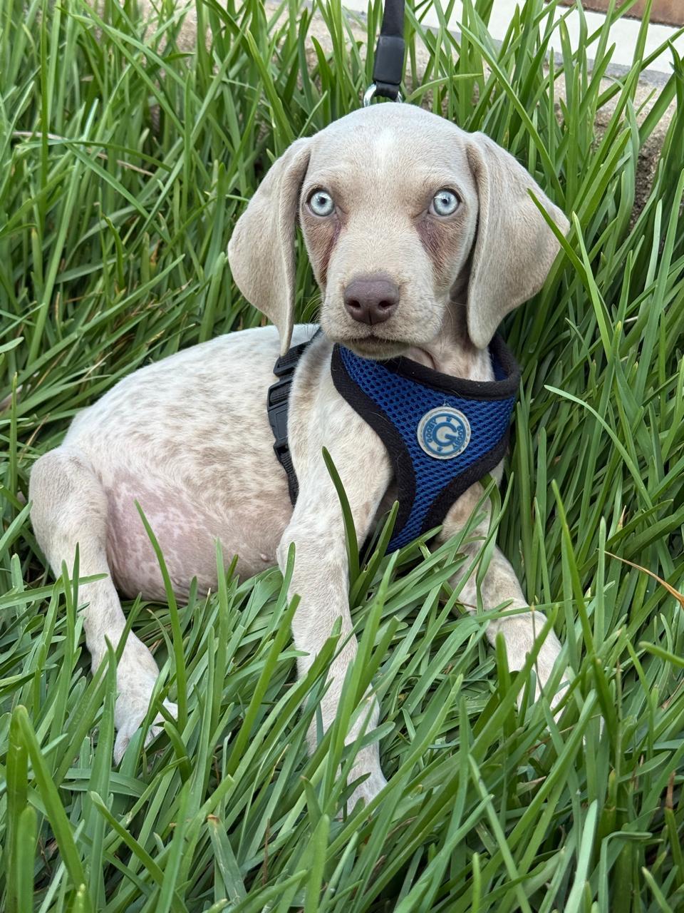 Mario, Adoptable, Puppy Male Weimaraner.