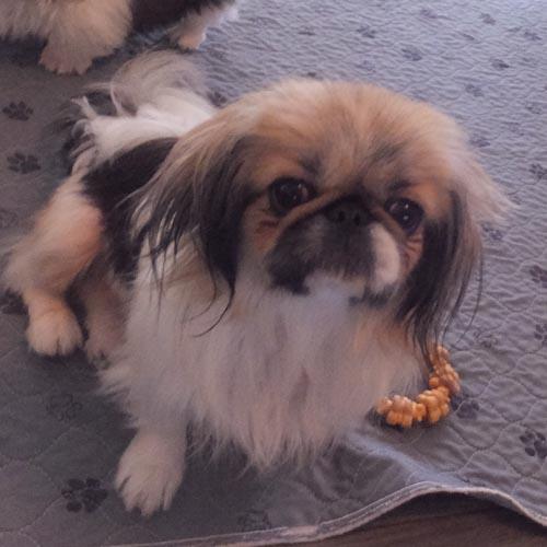 PRUDY, a ADOPTABLE Pekingese in Trufant, MI image 4/6