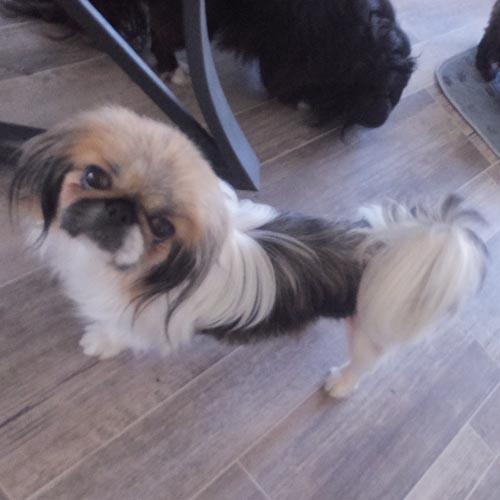 PRUDY, a ADOPTABLE Pekingese in Trufant, MI image 5/6