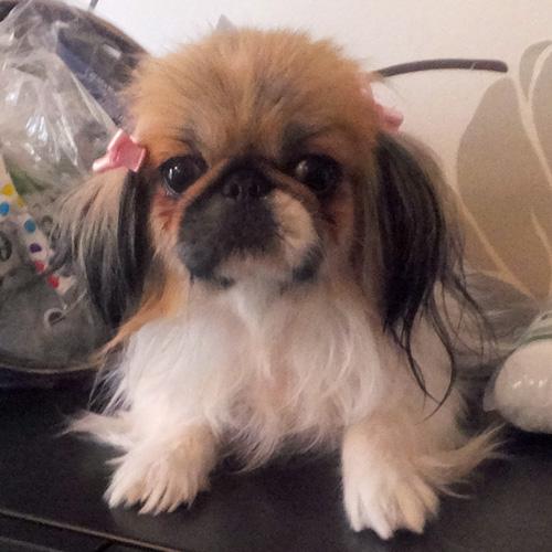 PRUDY, a ADOPTABLE Pekingese in Trufant, MI image 6/6