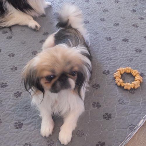 PRUDY, a ADOPTABLE Pekingese in Trufant, MI image 3/6