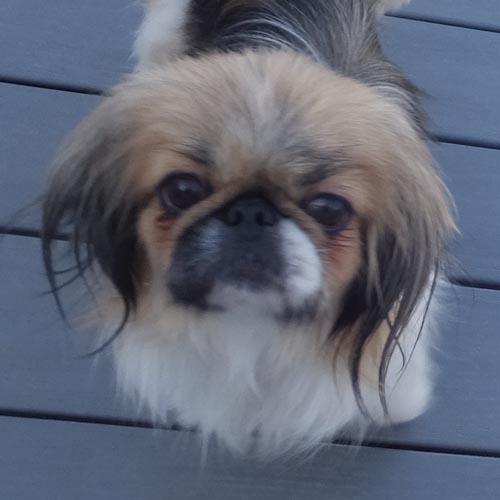 PRUDY, a ADOPTABLE Pekingese in Trufant, MI image 2/6