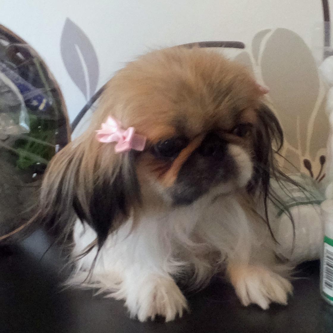 PRUDY, ADOPTABLE, Young Female Pekingese.