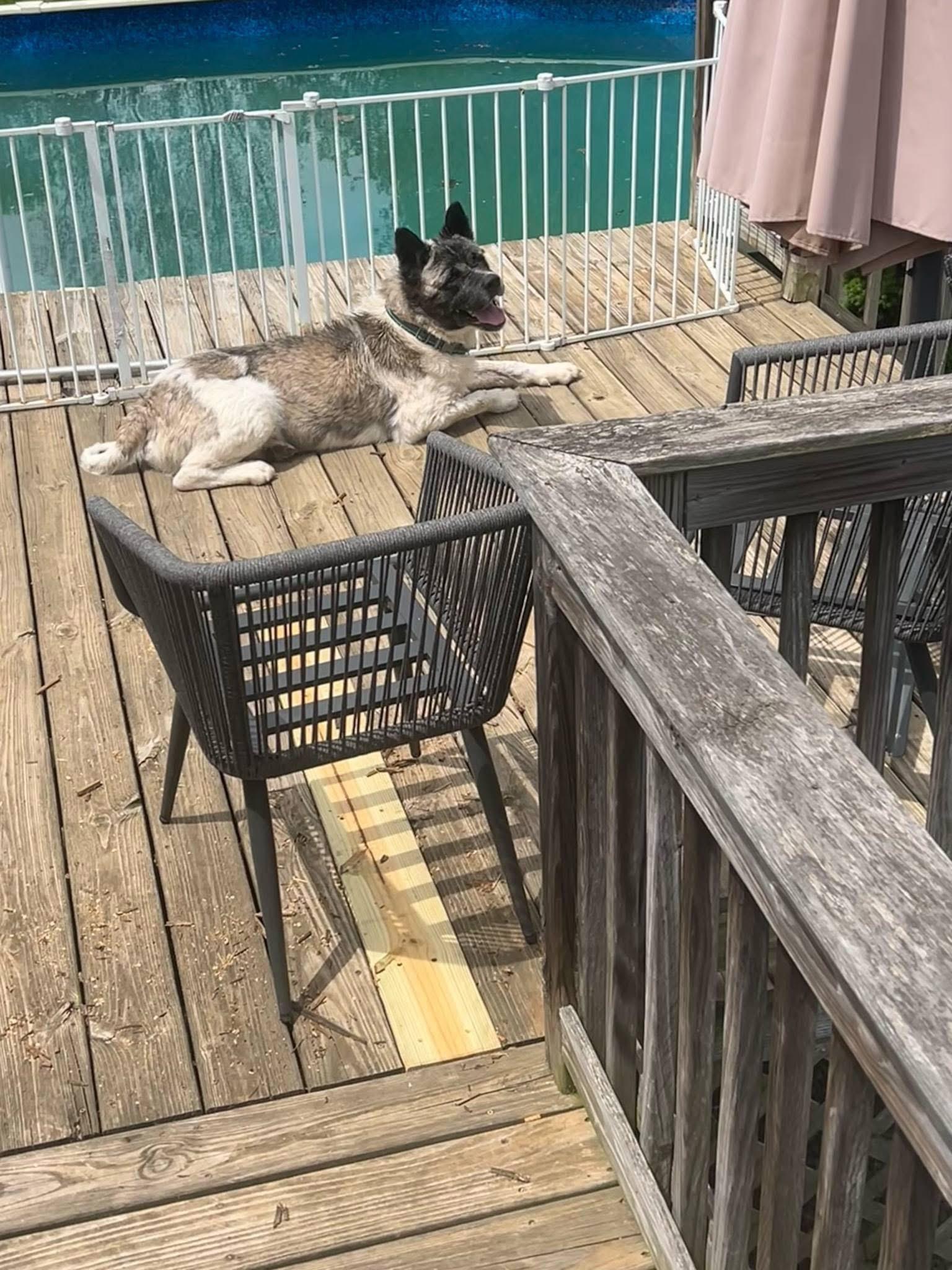 Enlarge Bandit, a Adoptable Akita in Dearborn, MI image 1/3