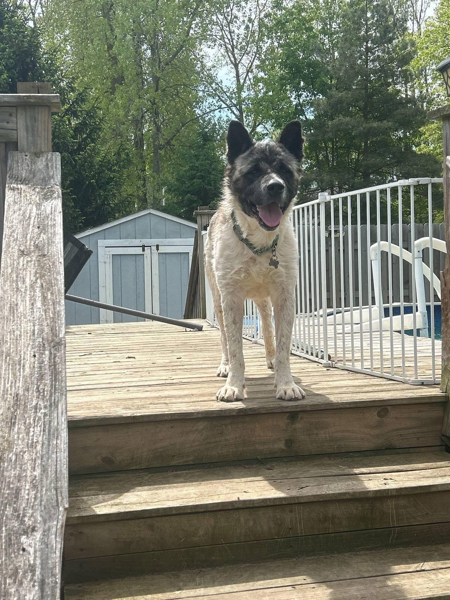 Enlarge Bandit, a Adoptable Akita in Dearborn, MI image 2/3