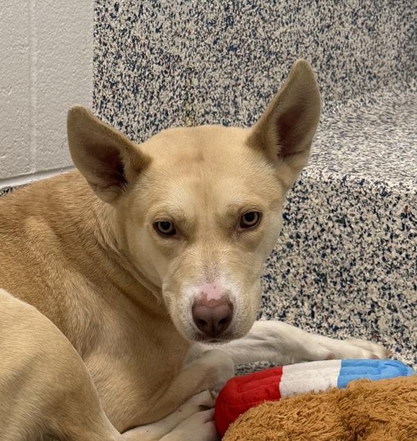 Faith, Adoptable, Young Female Siberian Husky & German Shepherd Dog.